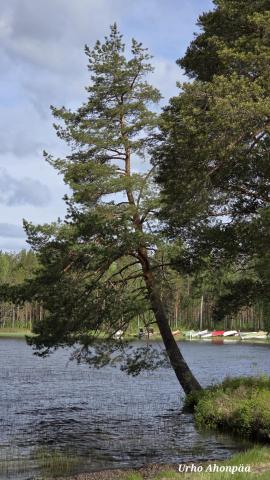 Puu järven yllä