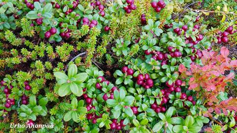 Runsas puolukkamätäs