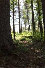 Polku aurinkoisessa metsässä