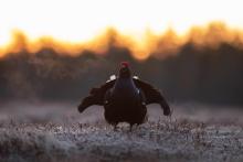 Teeri aamupakkasella