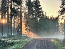 Auringonvalo siivilöityy metsätielle
