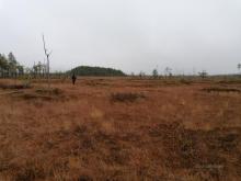 Syksyinen suomaisema