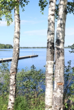 Järvimaisemaa koivujen välistä