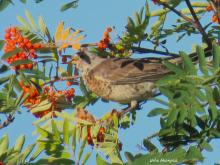 pihlajanmarjat ja rastat