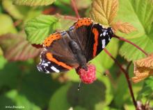 Amiraaliperhonen vadelmapensaassa