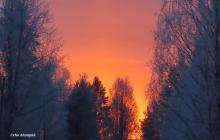 oranssi taivas ja puita